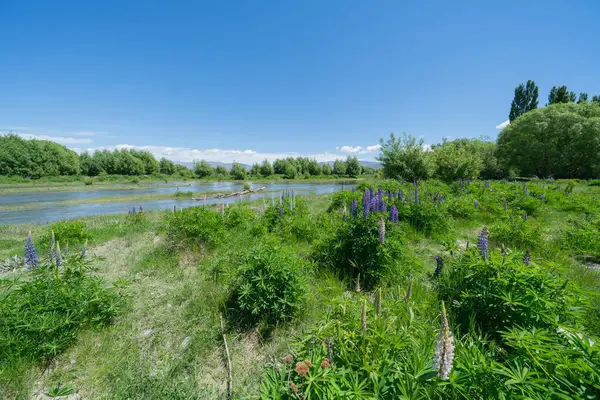 Lupins Growing Scenic Ahuriri River Omarama Central Otago — Stock Photo, Image