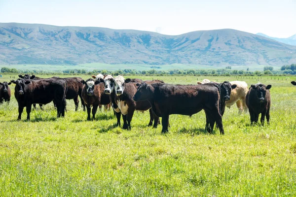 Herd Cattle Rural Landscape — Foto de Stock