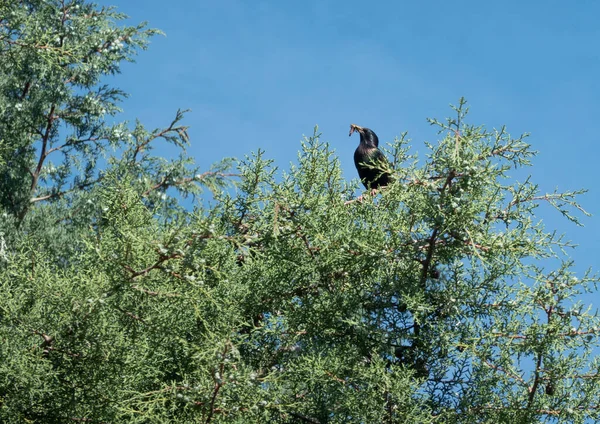 새끼에게 먹이를 부리에 벌레가 찌르레기가 나무높은 곳에서 수있다 — 스톡 사진