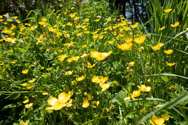 Yellow Buttercup Wildflowers Long Grass —  Fotos de Stock
