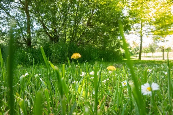 Marknivå Syn Gräs Prästkragar Och Gula Maskrosor Närbild — Stockfoto