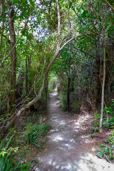 Walking Track Bush Washpen Falls Windwhistle Canterbury New Zealand — ストック写真