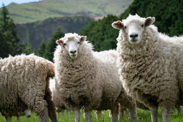 Flock Sheep South Island High Country Farm — Foto de Stock