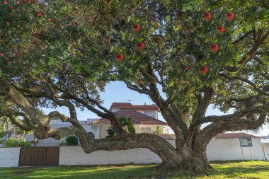Güzel büyük pohutukawa ağacı kıyı banliyölerindeki kırmızı çiçekleriyle çiçek açıyor.