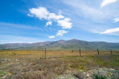 Geniş, kuru, küçük kır çiçekleri ve uzak tepeler Canterbury Yeni Zelanda 'da bulutları süpürüyor..