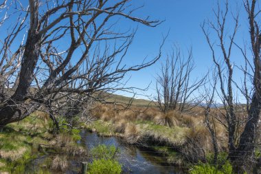 Güney Yeni Zelanda, Canterbury 'deki Pukaki Gölü ve Tekapo arasında Braemar Yolu boyunca uzanan yol kenarı manzarası.
