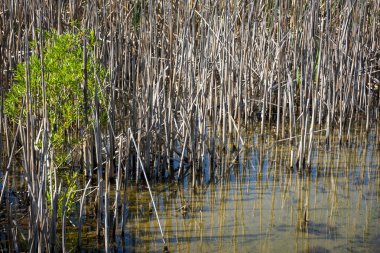 Kırmızı gagalı martı gagası, Whitewash Head Yolu 'ndaki sahil yamacında ötüyor. Christbury Canterbury.