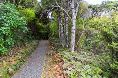 Yeni Zelanda 'daki Stewart Adası' ndaki Golden Bay 'den kaybolan ilkel orman geçidi..