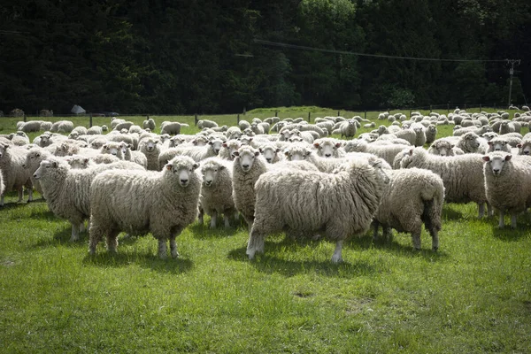 Flock Sheep South Island High Country Farm — Foto de Stock