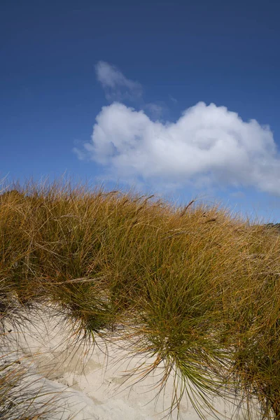 Erba Dorata Marram Dune Sabbia Sotto Cielo Blu Con Nube — Foto Stock