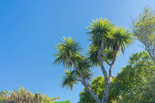 Iconische Nieuw Zeelandse Koolboom Boven Andere Bomen Onder Blauwe Hemel — Stockfoto