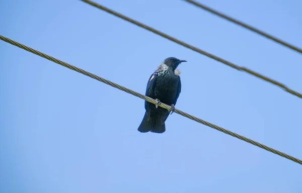 ワイヤーの上の鳥 スチュワート島の送電線上の高いTui — ストック写真