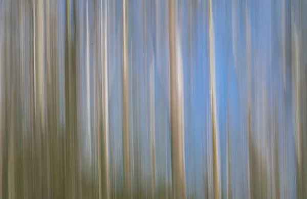 Impresszionista Hatás Szándékos Elmosódott Absztrakt Eukaliptusz Fákkal — Stock Fotó