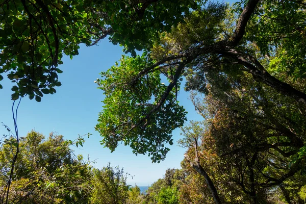 Blue Sky New Zealand Native Bush Trees Low Angle — Foto de Stock