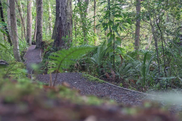 Gravel Path Winding New Zealand Native Bush Ulva Island — Foto de Stock