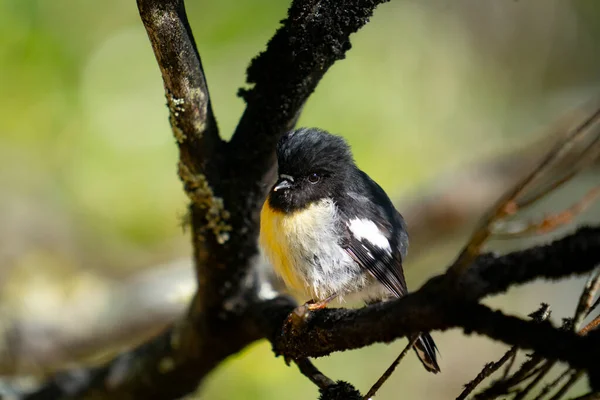 小さな鳥ニュージーランド男性のおもちゃ — ストック写真