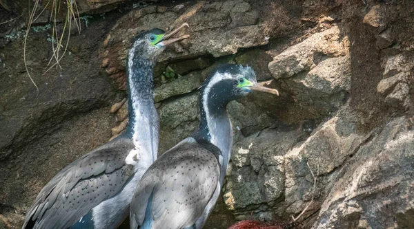 New Zealand Spotted Shag Breeding Plumage Colony Nesting Site Stewart — Foto de Stock