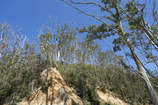Forest of eucalyptus trees on top of an clay bank in wide angle on Stewart Island