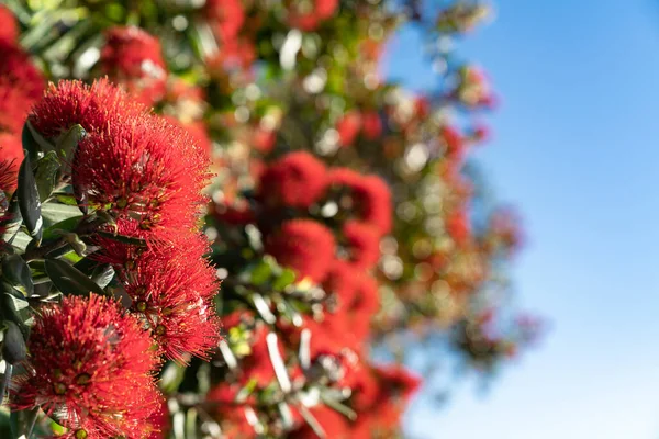 Detail Closeup Pohutukawa Flower Selective Focus Effect — Foto de Stock