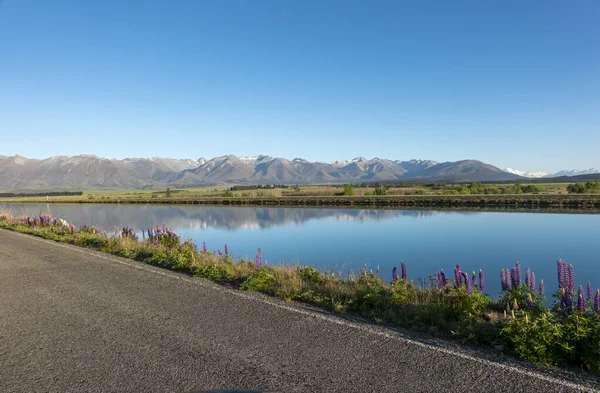 Roodsnavelmeeuw Breed Opne Piepend Kustklif Whitewash Head Road Christchurch Canterbury — Stockfoto