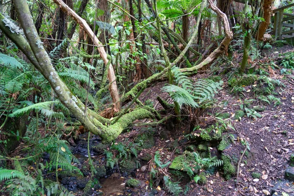 Primeval Forest Walk Golden Bay Stewart Island New Zealand — Stock Photo, Image