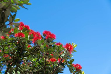 Parlak kırmızı pohutukawa, Maunganui Dağı 'nın eteğinde mavi gökyüzüne karşı çiçek açıyor..