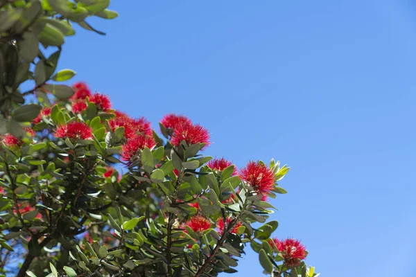 Ragyogó Vörös Pohutukawa Virágzás Maunganui Hegy Lábánál Kék Ellen — Stock Fotó