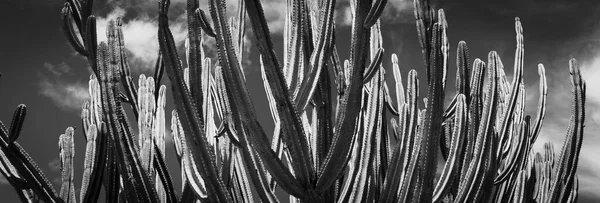 Lång Grön Kandelabra Kaktus Auckland Botaniska Trädgårdar Monokrom — Stockfoto
