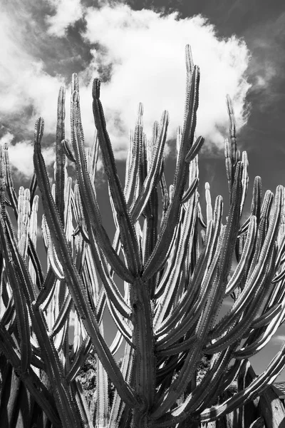 Magas Zöld Kandelábra Kaktusz Auckland Botanikus Kert — Stock Fotó