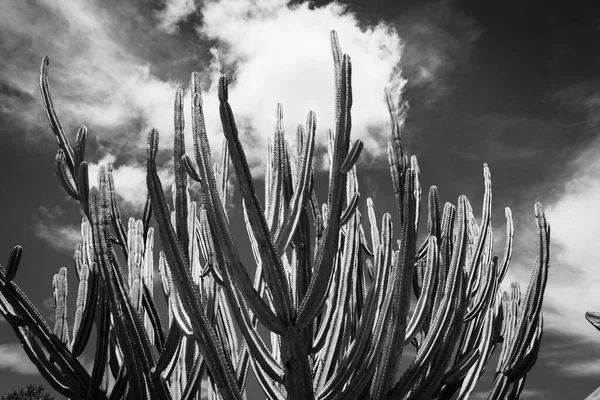 Cactus Candelabro Verde Alto Los Jardines Botánicos Auckland Monocromo —  Fotos de Stock