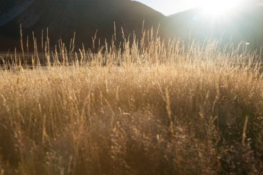 Düşük perspektiften altın otlara odaklanan gün doğumu arka plan veya soyut kullanım için ideal ruhani efekt ile parlıyor.