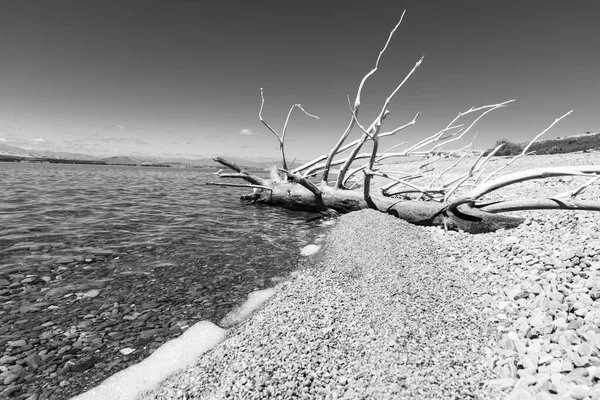Παλιό Νεκρό Δέντρο Στην Άκρη Του Πετρώδους Νερού Της Λίμνης — Φωτογραφία Αρχείου