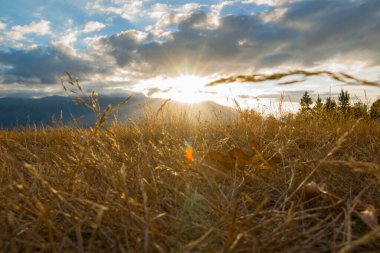 Benmore Sıradağları 'nın arkasından gelen güneş patlamaları mercekli uzun altın otların ötesine kadar uzanıyor..