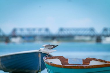 Martı, Tauranga Limanı Yeni Zelanda 'ya botun kıç tarafına indi..