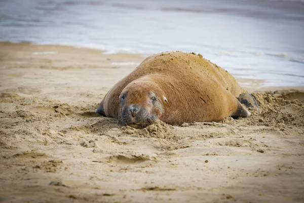Fur Seallazing Sand Sunning Catlins Beach Île Sud Nouvelle Zélande — Photo