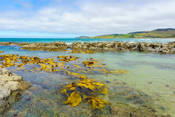 Algas Gigantes Flotando Aguas Poco Profundas Las Rocas Costa Zona — Foto de Stock