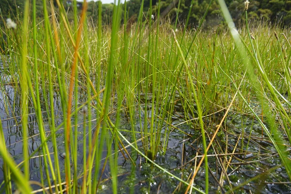 Aquatic Vegetation Lake Wilkie Catlins Southland New Zealand — Stock Photo, Image