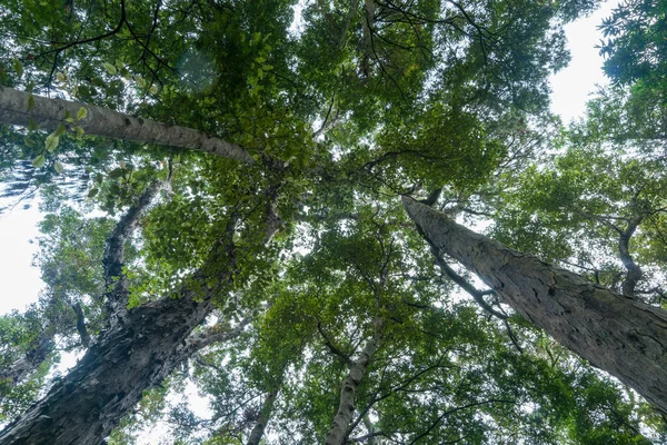 Высокая Башня Риму Буковых Деревьев Снизу Сходящаяся Лесной Навес Тропическом — стоковое фото