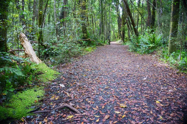 Camino Que Conduce Través Del Bosque Regenerado Alrededor Cerca Del — Foto de Stock