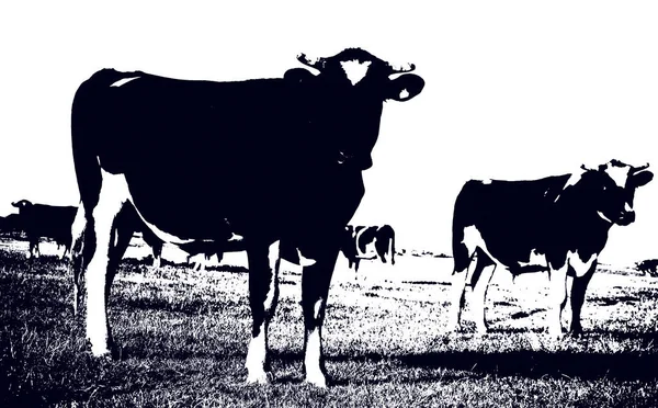 Czarne Białe Fryzyjskie Krowy Polu Południowo Zachodniej Nowej Zelandii — Zdjęcie stockowe