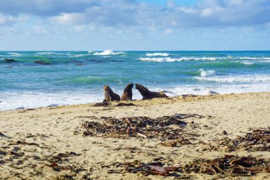 Catlins plajında üç NZ kürk fok balığı meydan okuyor. Güney Adası, Yeni Zelanda.