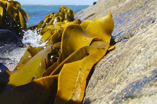 Giant kelp on southern coastline of South Island, New Zealand