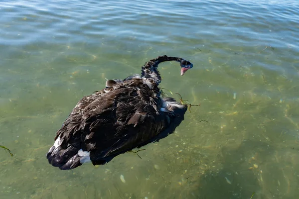 Cisne Negro Morto Flutua Porto — Fotografia de Stock