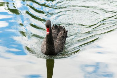 Siyah kuğu yelpaze şeklindeki dalgaları göl kenarına doğru yüzdürür. .