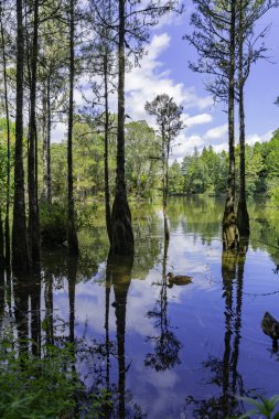 McLaren Şelalesi 'nin göl kenarından sudaki ağaçların arasından arkadaki yeşilliğe bak..