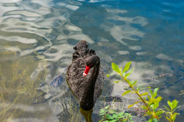 Schwarzer Schwan Rand Des Mclaren Fall Lake Tauranga Neuseeland — Stockfoto