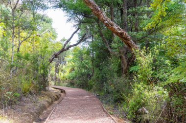 Kaitoke Kaplıcaları Kemerli manuka ağaçları arasında oluşturuldu.
