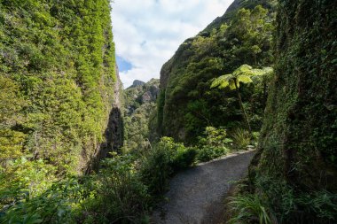 Büyük Bariyer Adası Yeni Zelanda 'daki Windy Canyon' un kayalık ve bitki örtülü duvarları arasındaki yol ve adımlar..