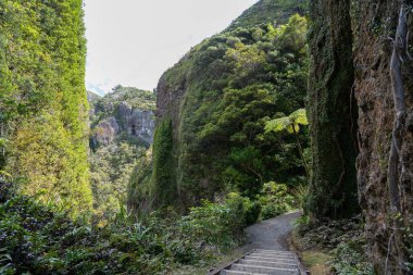 Büyük Bariyer Adası Yeni Zelanda 'daki Windy Canyon' un kayalık ve bitki örtülü duvarları arasındaki yol ve adımlar..