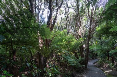 Ağırlıklı olarak çay ağacı ve eğrelti otlarının arasından geçen patika Büyük Bariyer Adası 'ndaki Rüzgarlı Kanyon' a gidiyor..